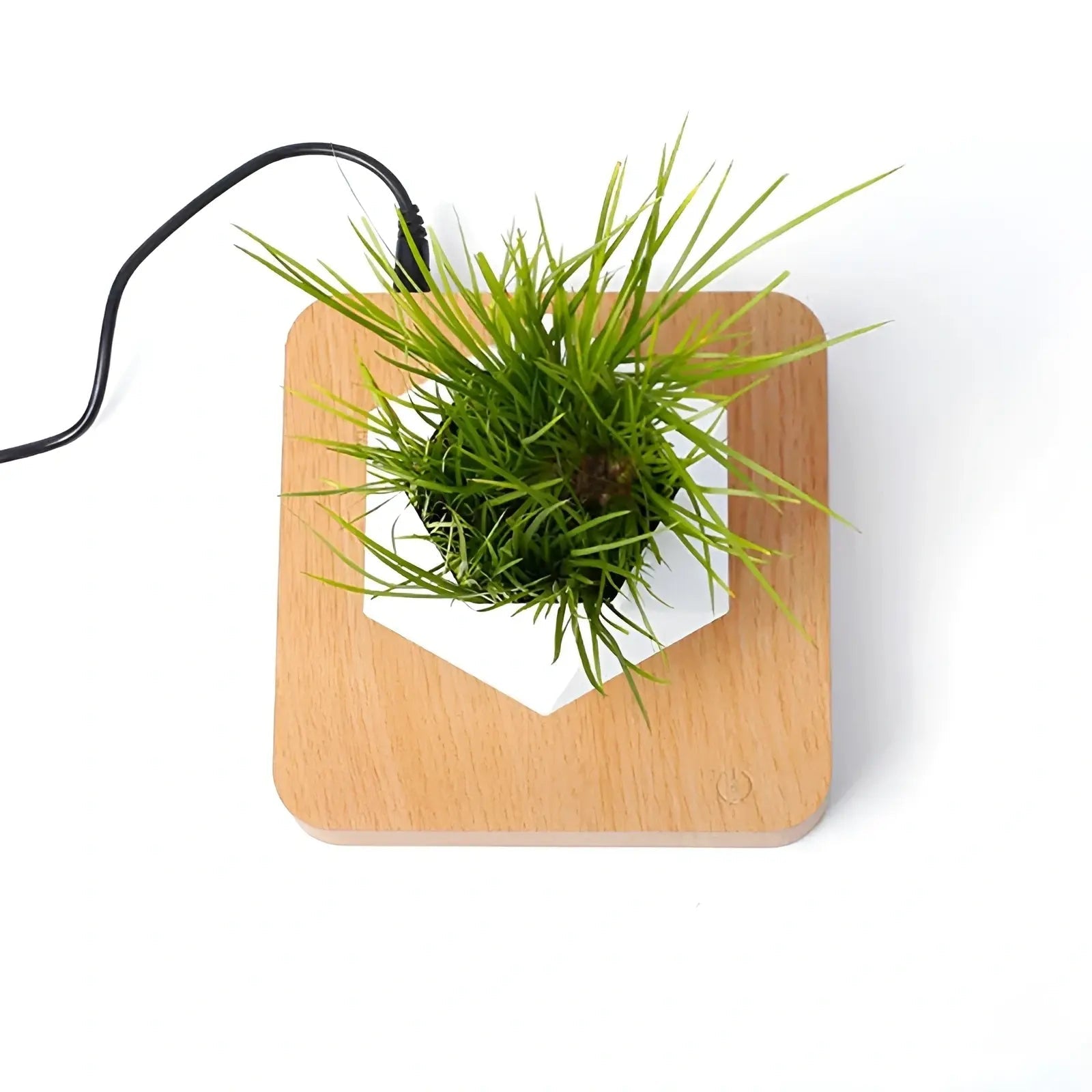Plante Flottante avec Pot de Bonsaï à Suspension Magnétique Rotative pour Salon - Luminenza - Bois