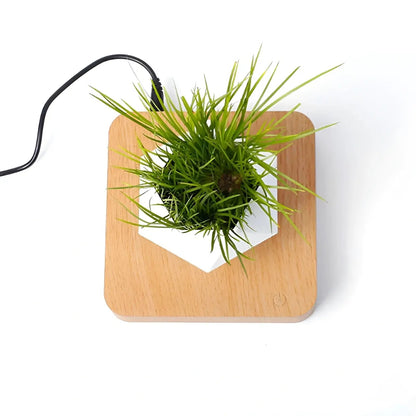 Plante Flottante avec Pot de Bonsaï à Suspension Magnétique Rotative pour Salon - Luminenza - Bois