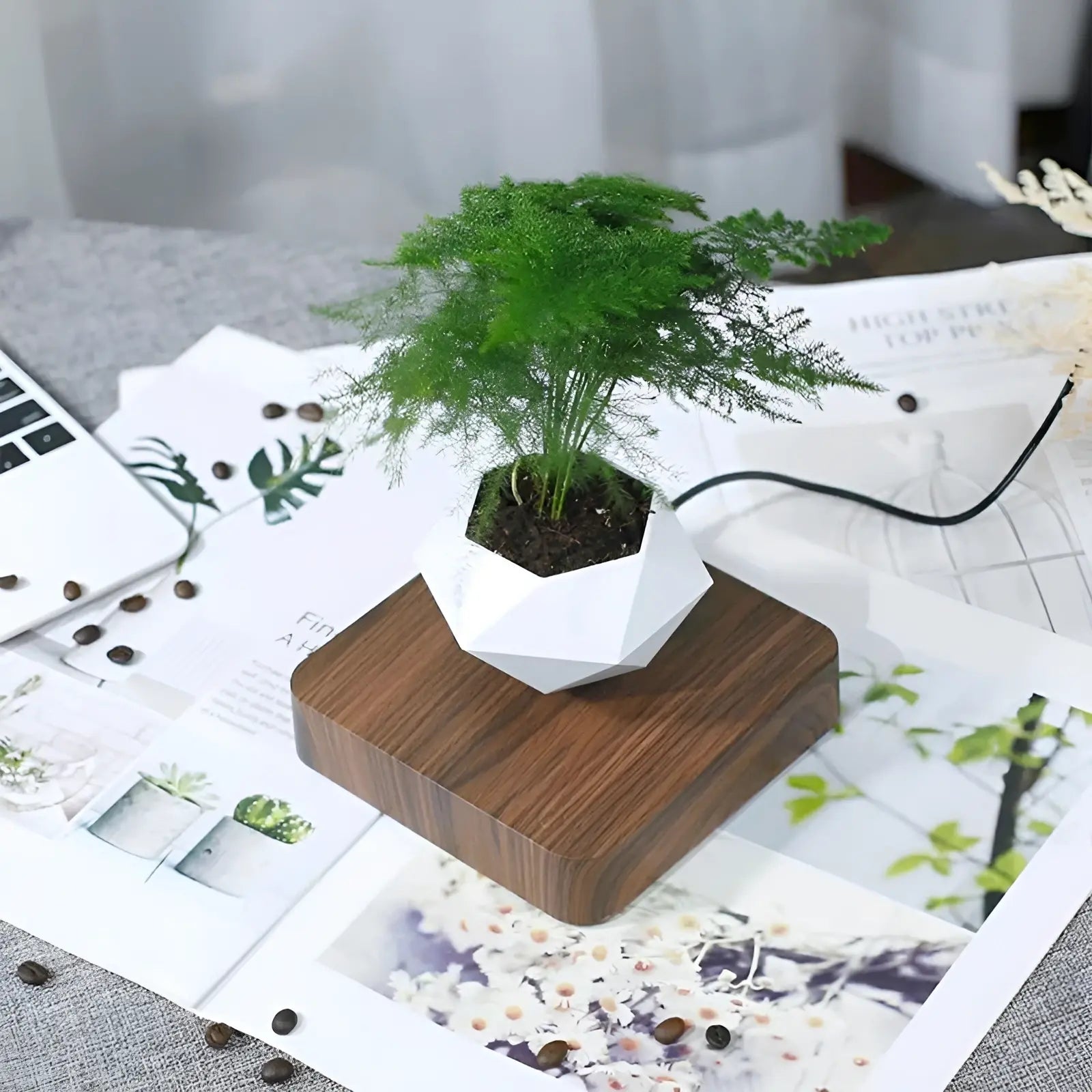 Plante Flottante avec Pot de Bonsaï à Suspension Magnétique Rotative pour Salon - Luminenza - Bois de noyer
