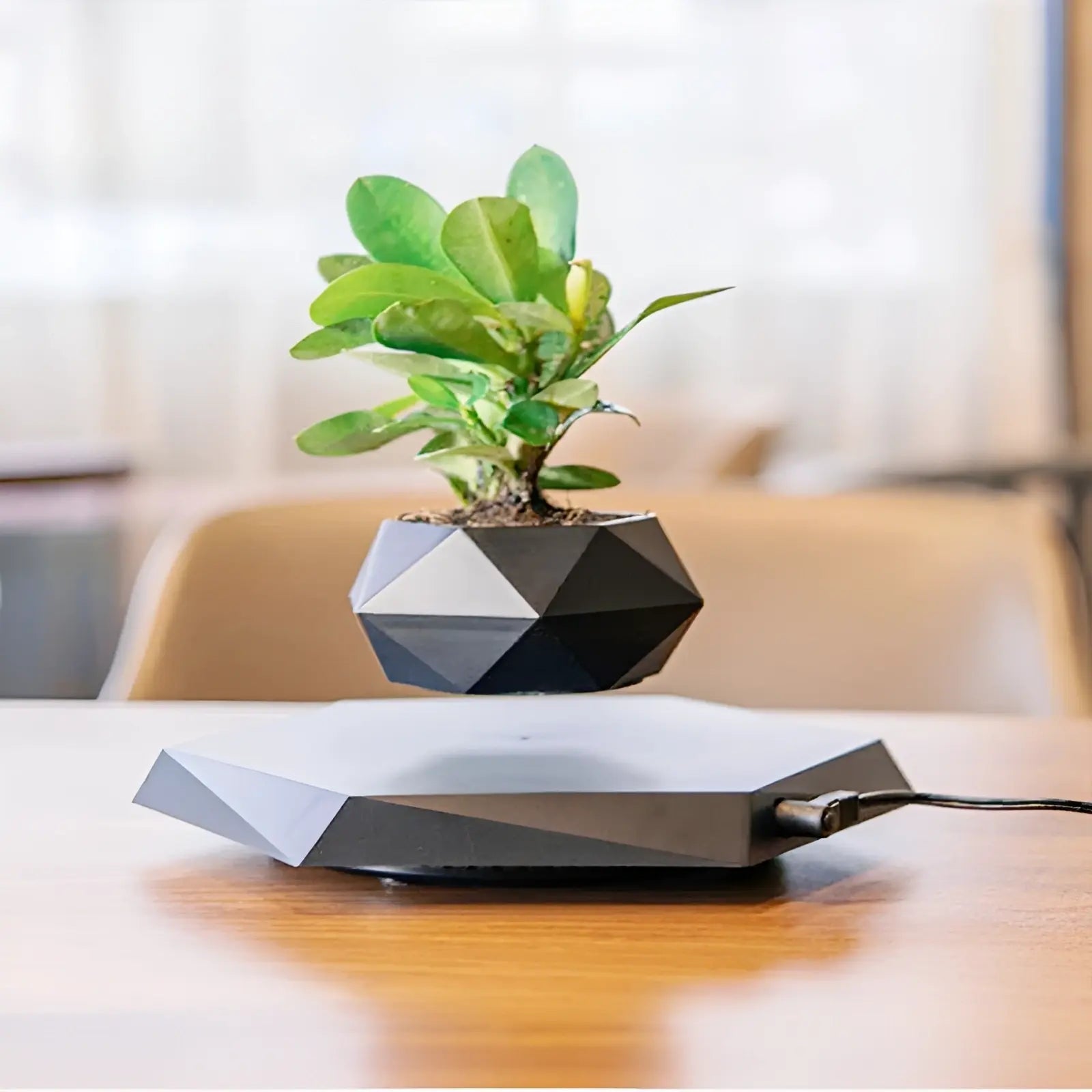 Plante Flottante avec Pot de Bonsaï à Suspension Magnétique Rotative pour Salon - Luminenza - Noir